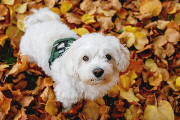 Autumn scene with white Maltese dog playful and posing into city park or forest