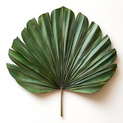 large, vibrant green fan palm leaf with distinct, symmetrical fronds, showcasing its natural beauty and intricate details. Perfect for tropical decor or botanical themes