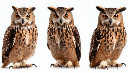 Fototapeta premium Set of owls on white background