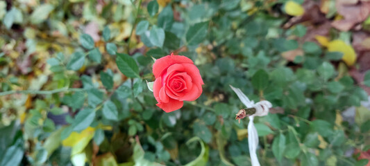 Photo of a red rose bush on a background of nature
