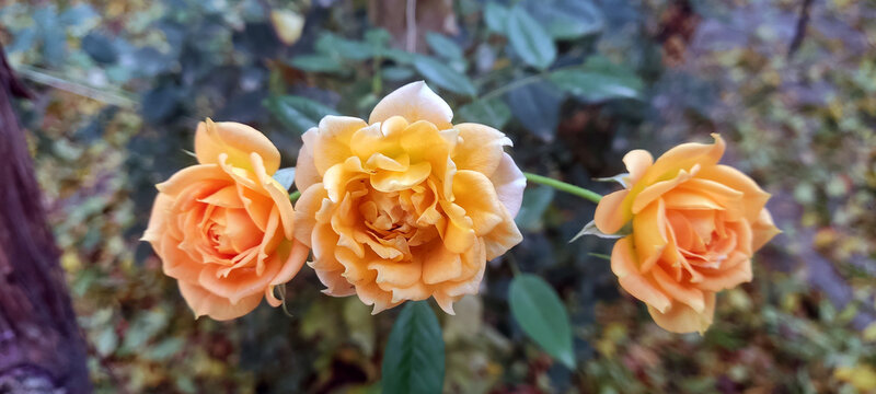 Photo of a yellow rose bush on a background of nature
