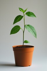 A small potted plant, simple and minimalist in style, with green leaves on the pot, solid color background.