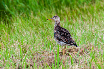 Upland Sandpiper on a grassland
