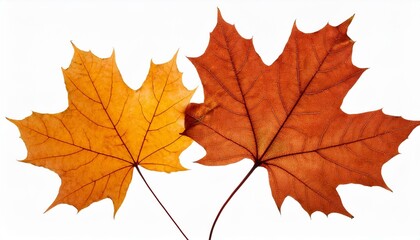 maple leaf isolate on transparent background