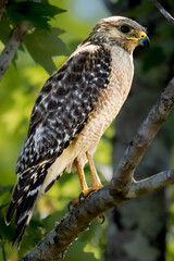 Red-shouldered hawk