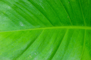 A close up view of a vibrant green leaf with prominent veins, showcasing the intricate details and natural beauty of plant life