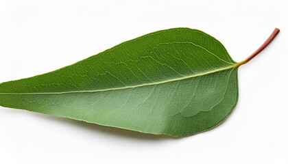 Obraz premium eucalyptus leaves isolated on white