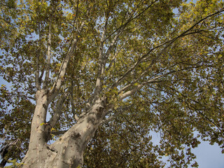 A tree crown seen from below.