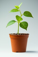 A small potted plant, simple and minimalist in style, with green leaves on the pot, solid color background.