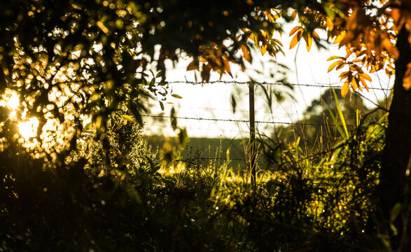 Sunlight filtering through the grass fence and leaves