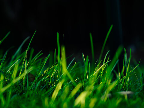 Close-up of green grass blades in the foreground against black