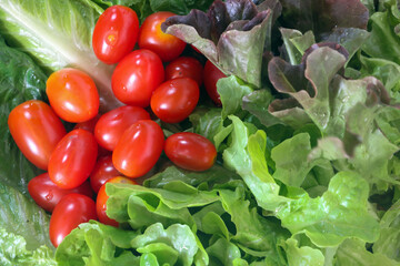 Fresh washed vegetables - tomatoes with lettuce, close up