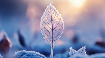 Beautiful winter outdoor illustration