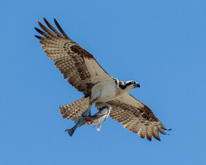 Osprey with catch of the day