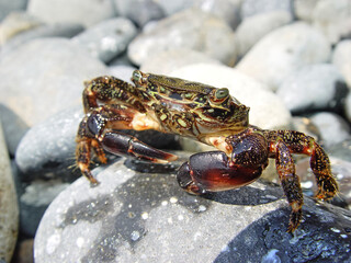 Natural live brown sea crab with big claws sitting on smooth gray stone