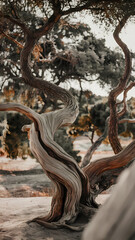 Obraz premium Twisting ancient tree with textured bark in a serene outdoor setting, showcasing nature's beauty and intricate details.