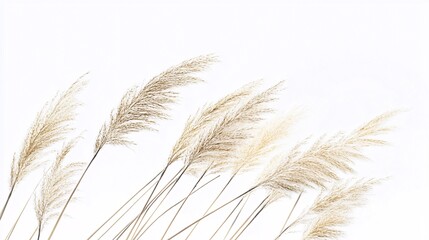 Fototapeta premium Golden Pampas Grass on White: A Minimalist Botanical Study