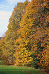 Beech trees in Autumn colours, Derbyshire England
