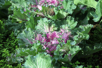 Closeup of an Ornamental Cabbage plant, Derbyshire England
