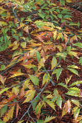 Closeup of Turkey oak leaves in Autumn, Derbyshire England
