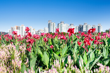 beautiful colorful flowers that bloom at the begining of  winter,landscape view.