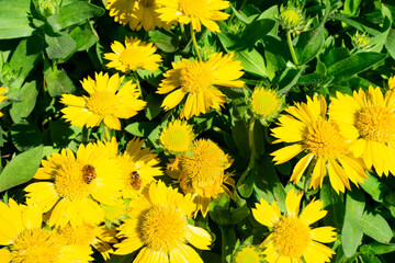 multiple yellow flowers with two bees