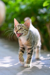 Kitten walking in the garden
