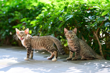 Two kittens in the garden