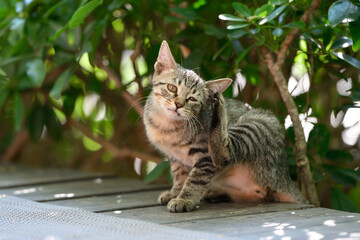 Kitten sitting on the ground scratching in the garden