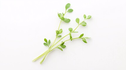 Obraz premium Fresh Green Leaves on White Background: A Minimalist Nature Photography of Plants and Flowers