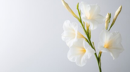 Fototapeta premium Elegant White Flowers in Bloom: A Captivating Close-Up