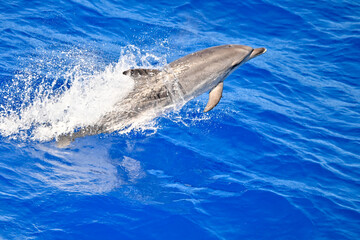 Atlantic spotted dolphin jumping out of the ocean on a sunny summers day