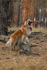 Belgian tervuren shepherd