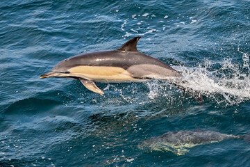 Naklejka premium A common dolphin jumping out of water