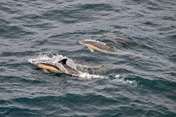 Fototapeta premium common dolphins in the sea off the coast of the UK 