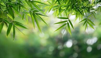 Obraz premium bamboo tree leaves nature background