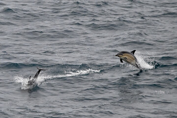 two common dolphins jumping in the ocean, wild and free. UK coast. 