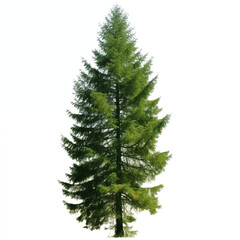 Beautiful green spruce tree,isolated on white background.Fluffy stand alone tree for Christmas and winter designs.
