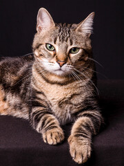 Obraz premium kitten close up, photo shoot