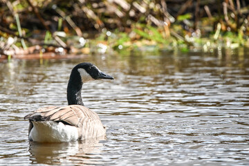 country goose swimming on a small river. 