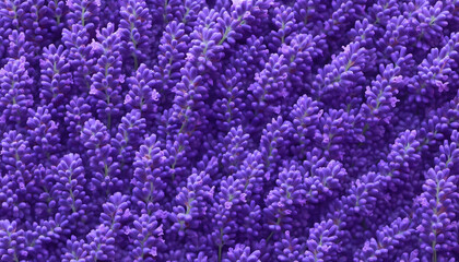 Obraz premium A seamless background of purple lavender flowers