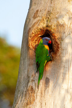 Rainbow Lorikeet - Trichoglossus moluccanus - entering tree hollow of gum tree