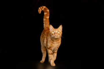 A playful orange ginger cat isolated on black background