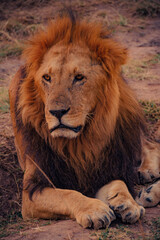 Fototapeta premium Portrait of a lion