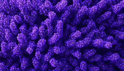 Fototapeta premium A seamless background of lavender flowers