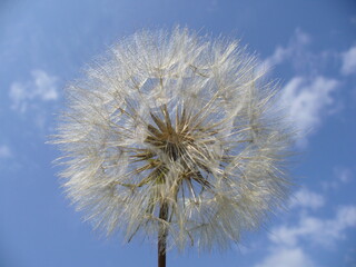 Common dandelion, Taraxacum officinale with seeds on blue sky - close-up, natural flower background of beauty of nature. Topics: blooming, flowering, vegetation, flora, season, macro