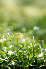 dew drops on a grass, light green bokeh background