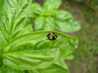 Fresh leaves of Basil herb, Ocimum basilicum in garden with black and orange ladybug in spring season - close-up. Topics: herb, vegetation, flora, insect, macro, cultivation