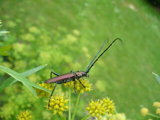 Yellow flowers of Dill, Anethum graveolens with Musk beetle, Aromia moschata in garden in spring season - close-up. Topics: herb, blooming, flowering, vegetation, flora, insect, macro, cultivation