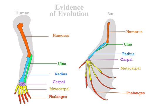 Human, bat forearm evolution evidence. Human, flying mammal animal bones. Colored forelimbs, tailbone, humerus ulna radius. Homologous features sample. Modification of skeleton. Illustration vector	